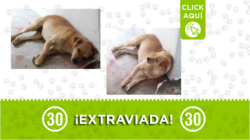'Pirula' se extravió en el barrio San José 1 pirula- San José
