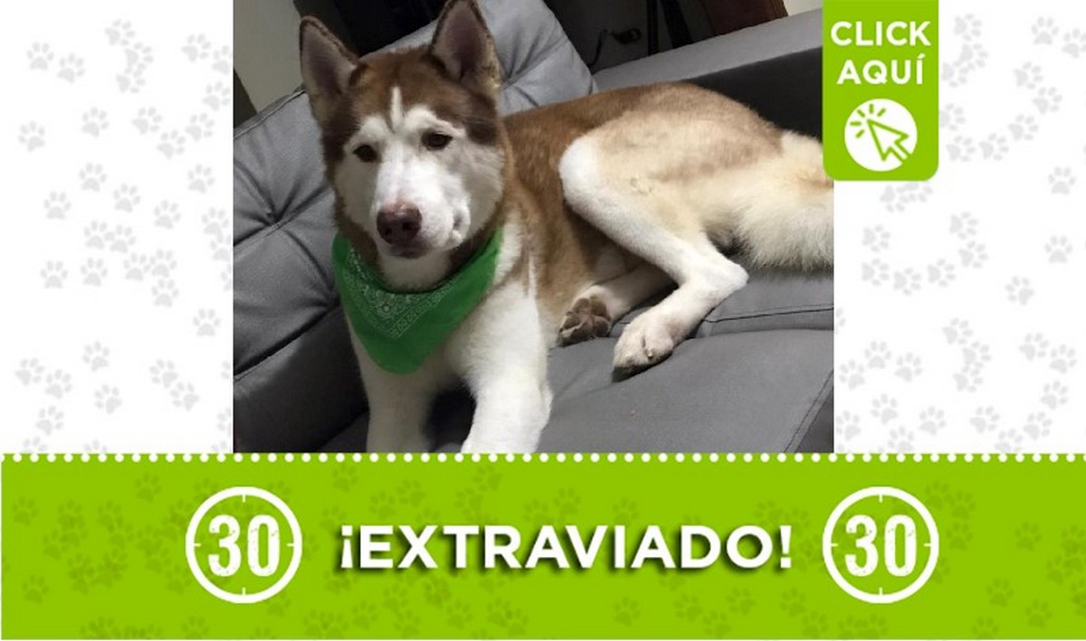 Buscan a 'Polo', se perdió en el barrio Santo Domingo 1 Polo perdido