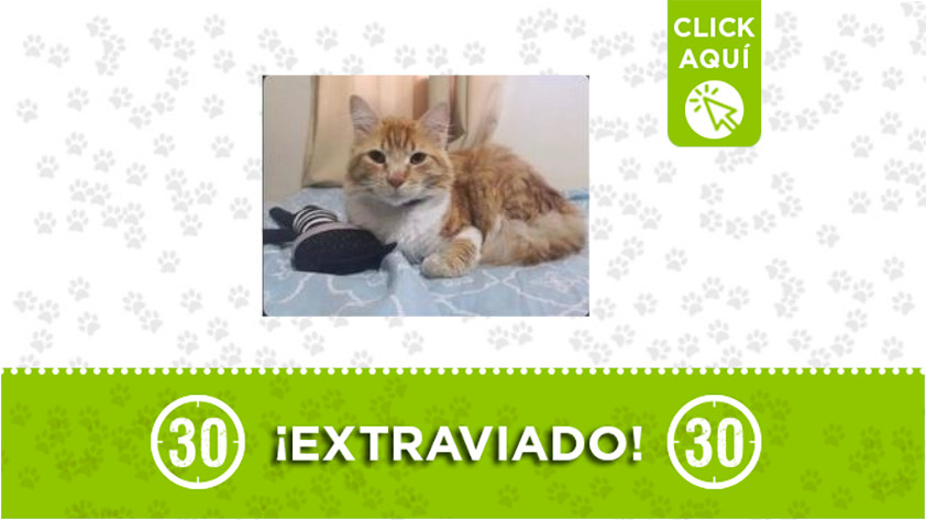 'Poncho' se perdió en Envigado ¿Lo ha visto? 1 poncho-Envigado