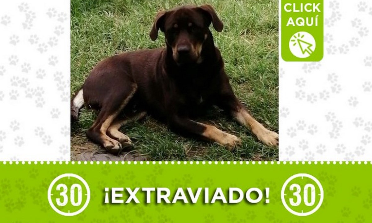 "Rayo" se perdió en el municipio de Copacabana 1 rayo copacabana