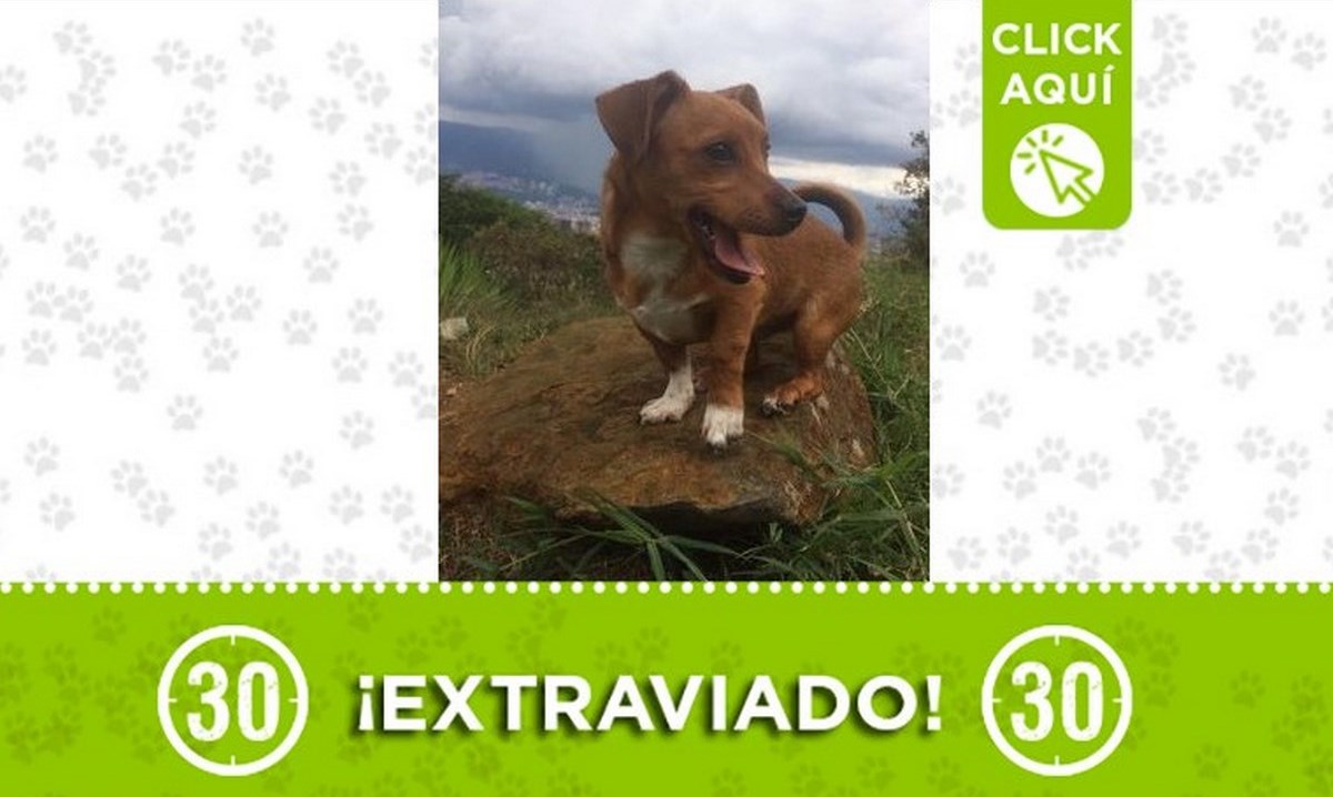 Este perrito se perdió en San Antonio de Prado 1 san antonio perro encontrado