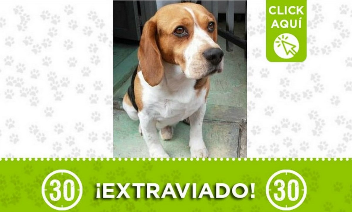 "Simón" se perdió en el barrio Popular 2 1 simon perro 25 05