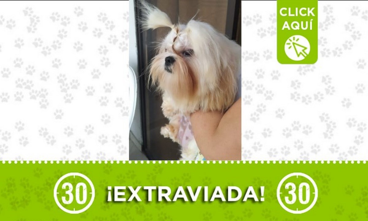 "Susy" se perdió en el municipio de Bello 1 susy bello