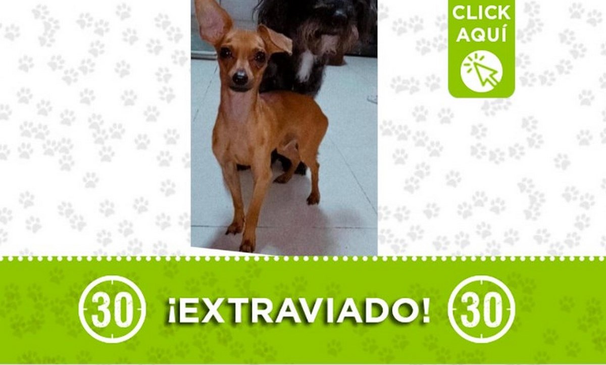 "Terry" se perdió cerca de la estación Acevedo 1 terry