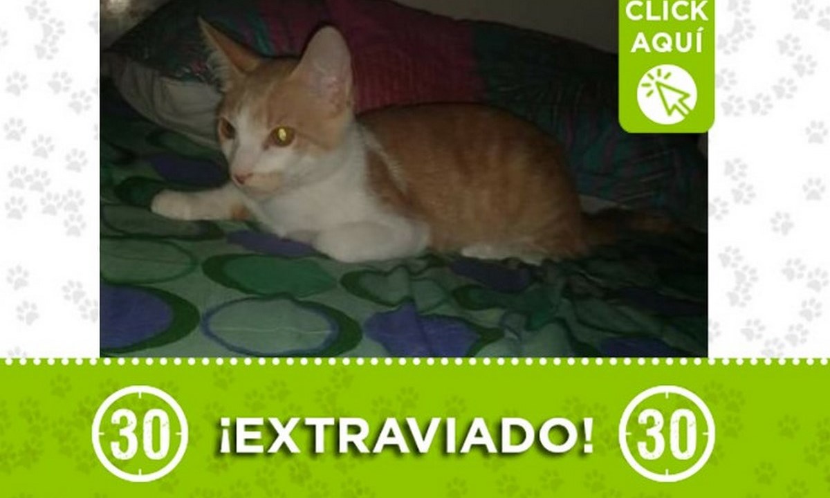 "Tom" se perdió en el barrio Machado 1 tom machado