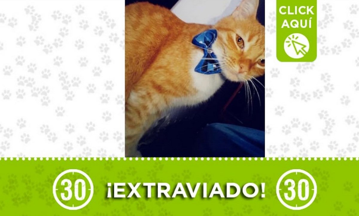 "Tommy" se perdió en el barrio Castilla 1 tommy 04 05 21