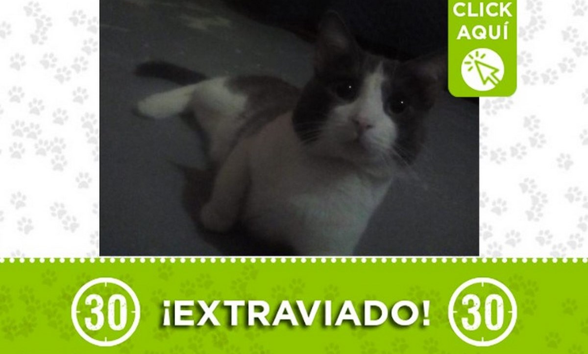 "Tomy" se perdió en el barrio Campo Valdés 1 tomy perdido campo valdes3