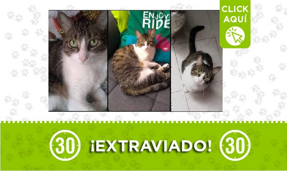 Buscan a 'Valentino', se perdió en Calasanz 1 Valentino perdido