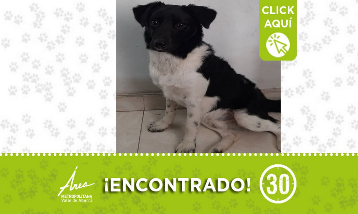 Buscan a la familia de este perrito encontrado en Sabaneta 1 Buscan a la familia de este perrito encontrado en Sabaneta