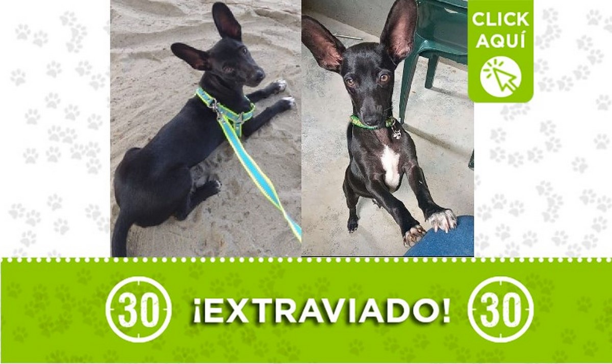 Zeus se perdió en el barrio Paris, ¿lo ha visto? 1 Zeus perdido