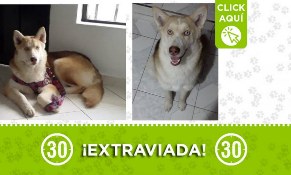 "Akira" se perdió en el 12 de Octubre