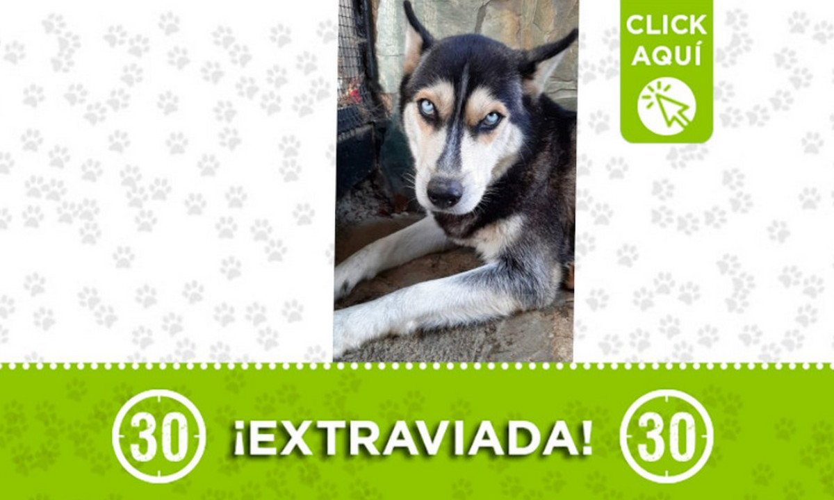 "Akira" se extravió hace tres meses cerca a Santa Fe de Antioquia 1 "Akira" se extravió hace tres meses cerca a Santa Fe de Antioquia