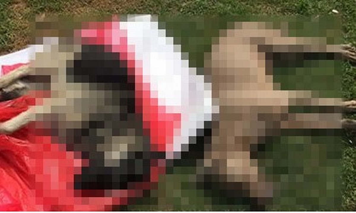 ¡Qué rabia! Denuncian envenenamiento de perros en Argelia 1 Argelia
