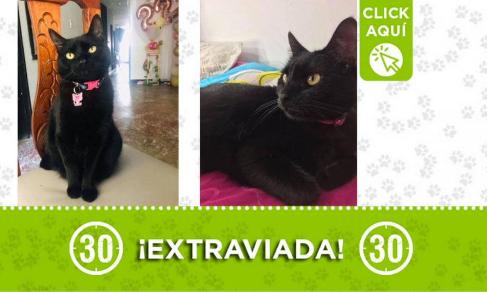 "Atenea" se extravió en Bello ¿La ha visto?