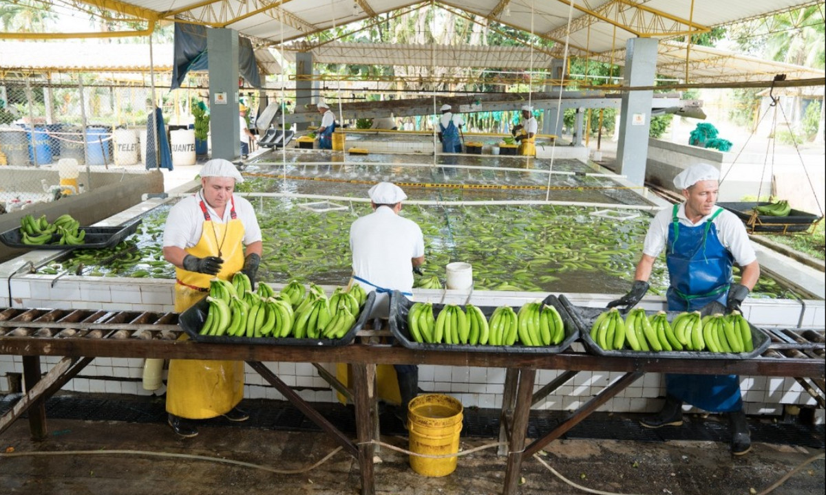En Urabá vacunarán contra el Covid a 2 mil trabajadores de la agroindustria bananera 1 En Urabá vacunarán contra el Covid a 2 mil trabajadores de la agroindustria bananera