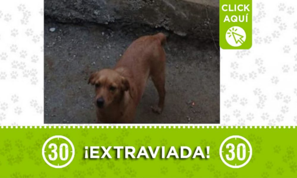 "Canela" se extravió en Bello ¿La ha visto?
