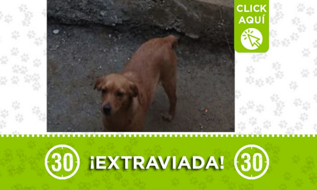 "Canela" se extravió en Bello ¿La ha visto? "Canela" se extravió en Bello ¿La ha visto?