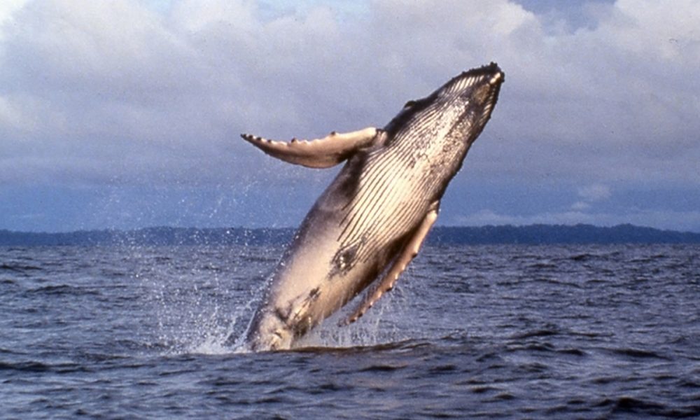 Colombia-inversión-ecosistemas marinos