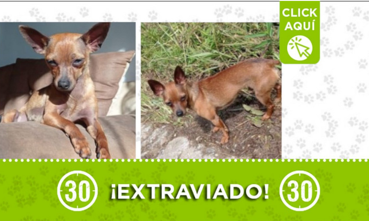 "Doki" se extravió en Santuario ¿Lo ha visto? "Doki" se extravió en Santuario ¿Lo ha visto?