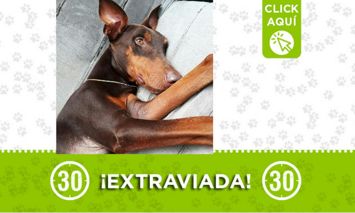 "Donna" se extravió en Boston ¿La ha visto? "Donna" se extravió en Boston ¿La ha visto?