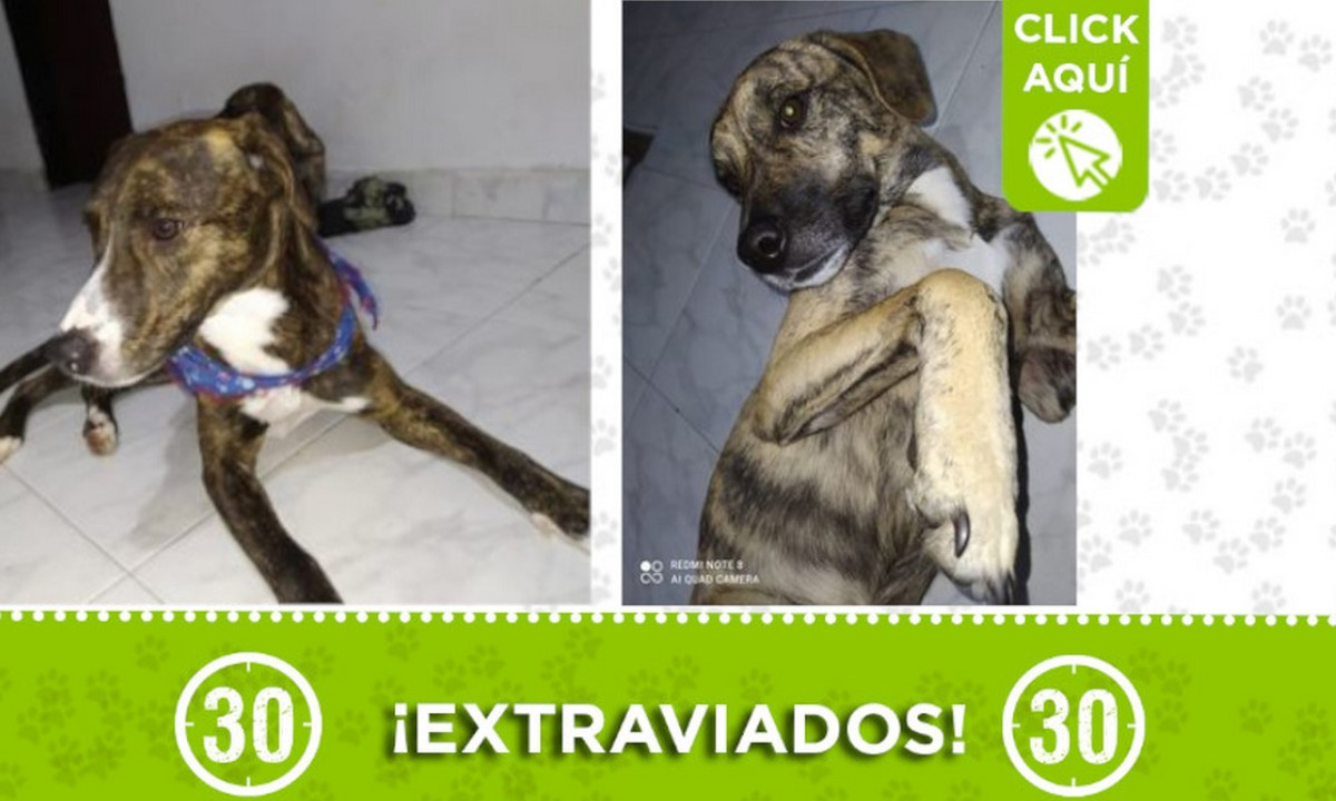 "Happier" y "Candy" se extraviaron en el Metropolitano ¿Los ha visto? 1 "Happier" y "Candy" se extraviaron en el Metropolitano ¿Los ha visto?