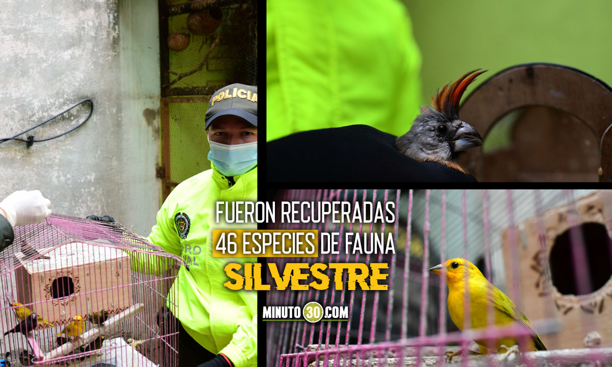 En-una-casa-de-Guayabal-tenian-fauna-silvestre-atrapada Guayabal