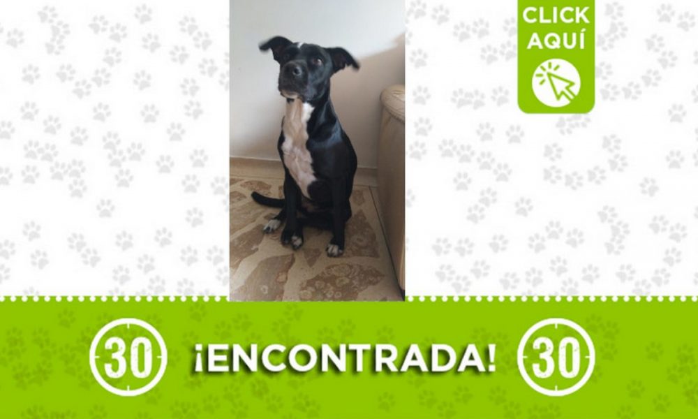 Esta perrita fue encontrada en Laureles ¿Es suya?