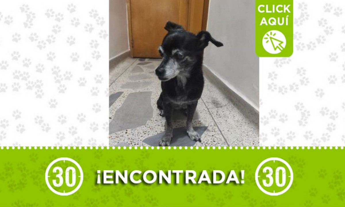 Buscan a la familia de esta perrita encontrada por la 80 Buscan a la familia de esta perrita encontrada por la 80