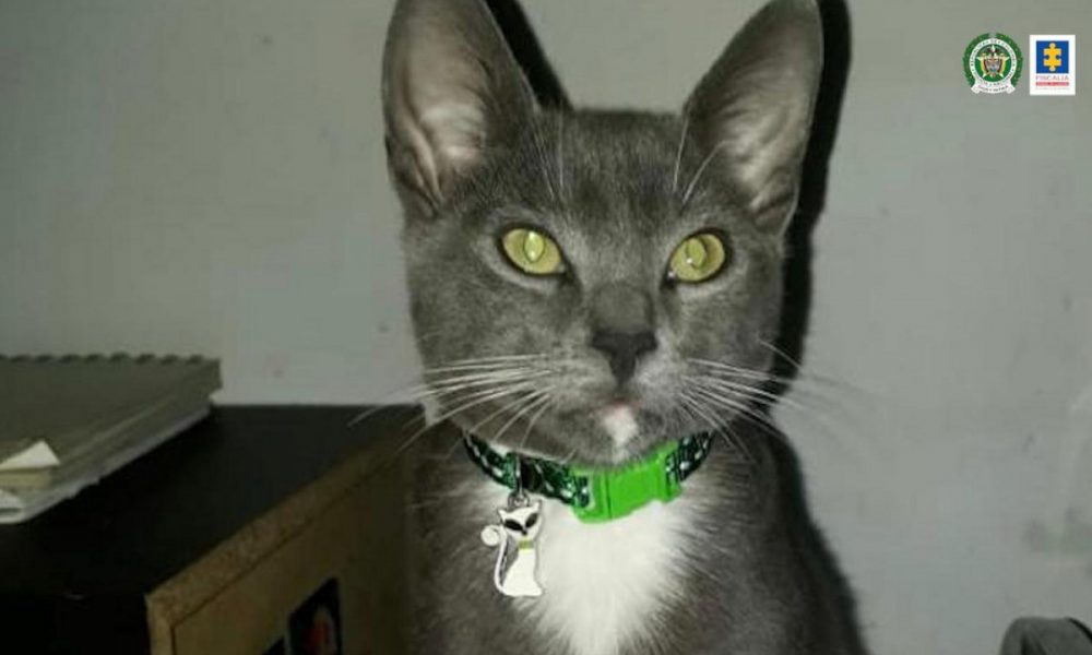 Sujeto habría matado a golpes a este gatico en San Cristóbal