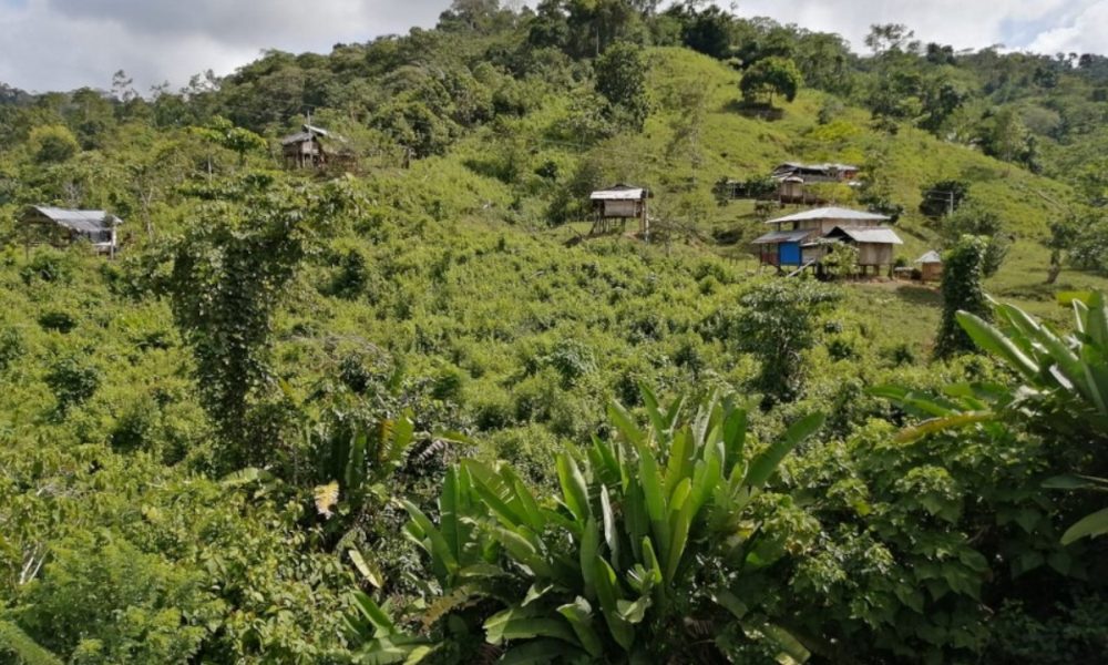 ¡Qué pesar! Una profe indígena que salía para las votaciones la mordió una culebra