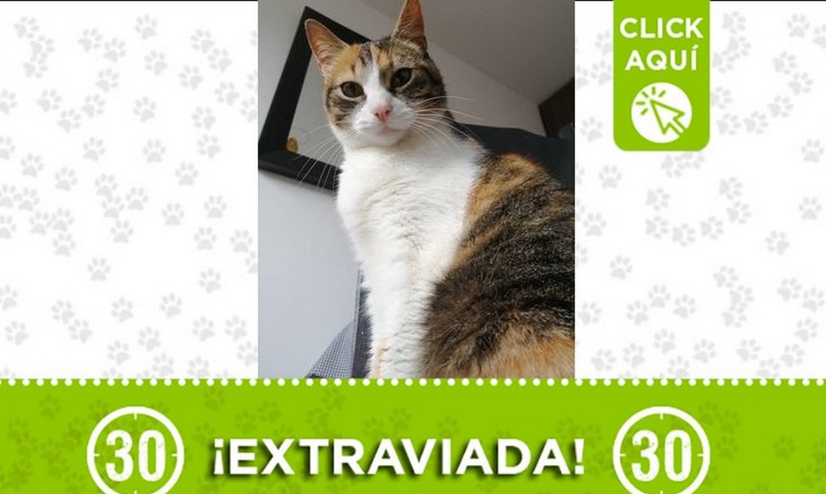 "Kitty" se perdió en el municipio Santa Rosa de Osos 1 Kitty santa rosa antioquia