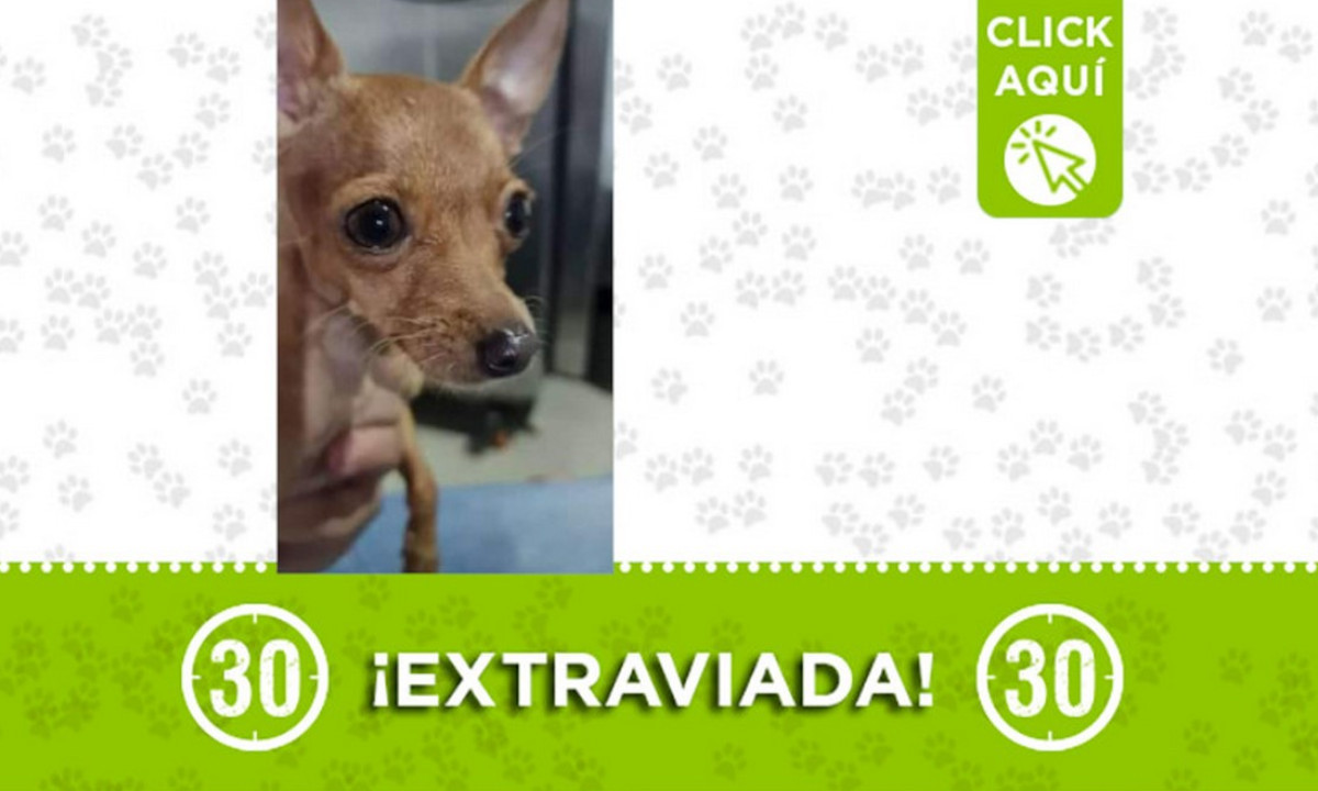 "Lulú" está extraviada ¿La ha visto? "Lulú" está extraviada ¿La ha visto?