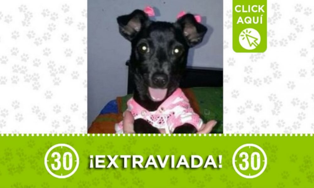 "Lupe" se extravió en El Popular 1 ¿La ha visto?