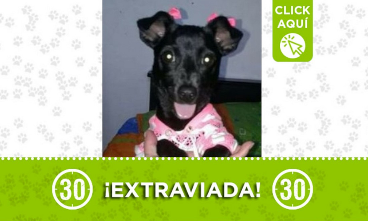 "Lupe" se extravió en El Popular 1 ¿La ha visto? 1 "Lupe" se extravió en El Popular 1 ¿La ha visto?
