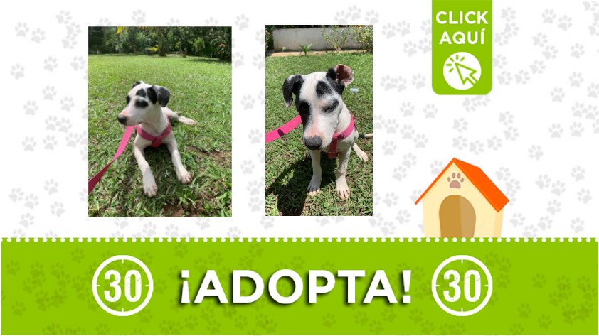 'Max' busca una familia responsable que lo adopte 1 Max