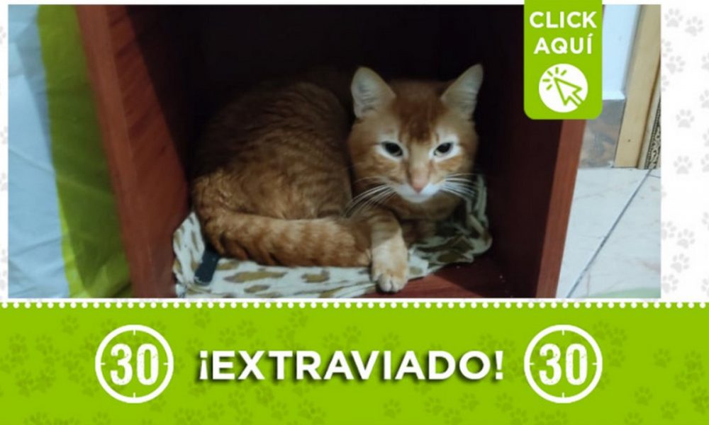 "Meliodas" se extravió en Manrique Central
