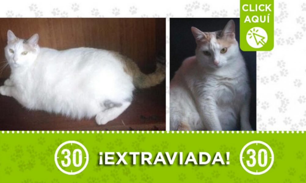 "Milu" se extravió desde ayer en Belencito