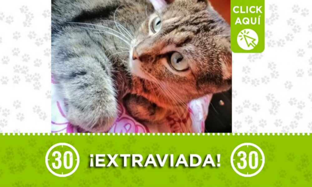 "Niña" se extravió en Envigado ¿La ha visto?