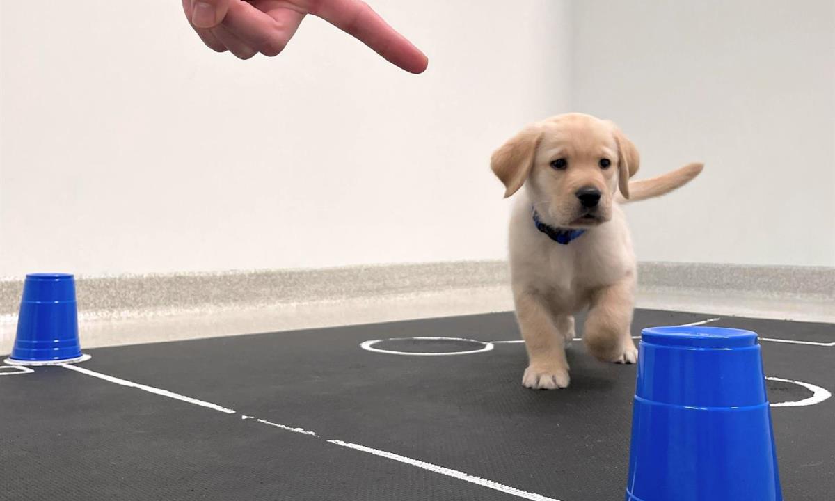 Los perros nacen preparados para comunicarse con las personas 1 perros