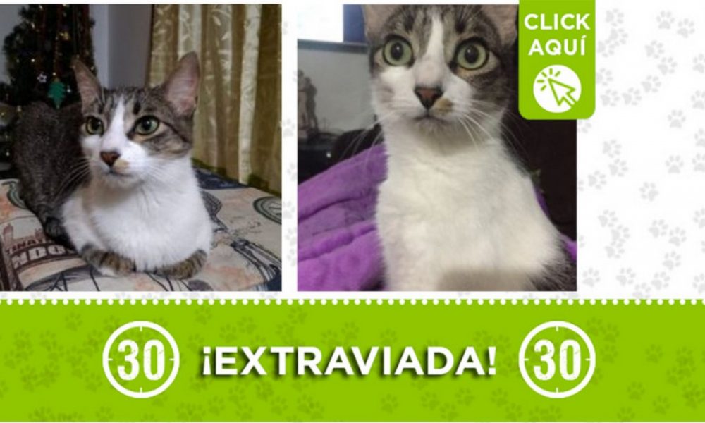 "Pandora" se extravió en Itagüí ¿La ha visto?