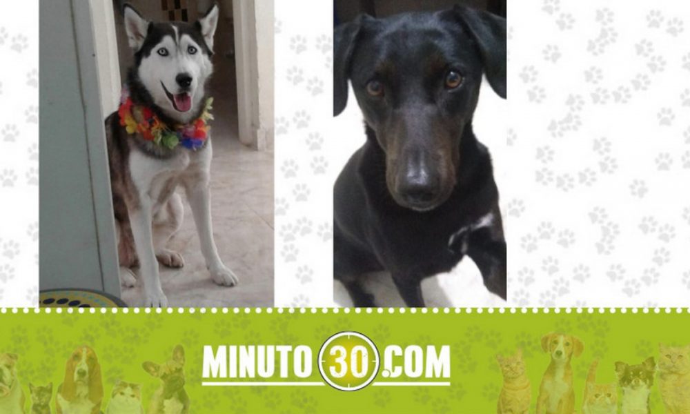 "Luciana" y "Emily" se extraviaron en Campo Valdés