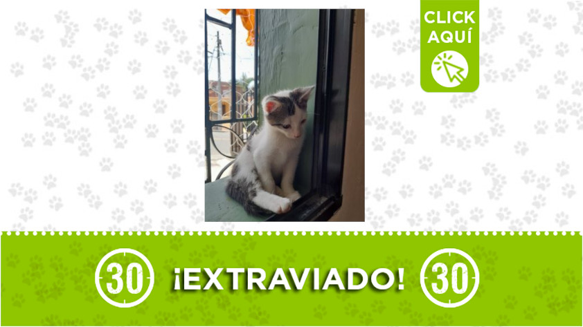 'Simón' se extravió en Robledo, Miramar 1 Simón