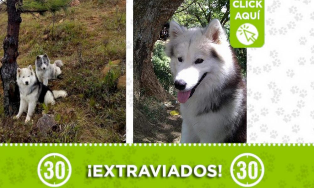 'Zeus' y su hermanita 'Tamy' se extraviaron en La Libertad ¿Los ha visto?