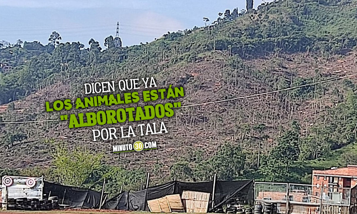 FOTOS: "Están acabando los árboles": Denuncian tala masiva en Rodeo Alto 1 Denuncia tala masiva de árboles en Rodeo Alto