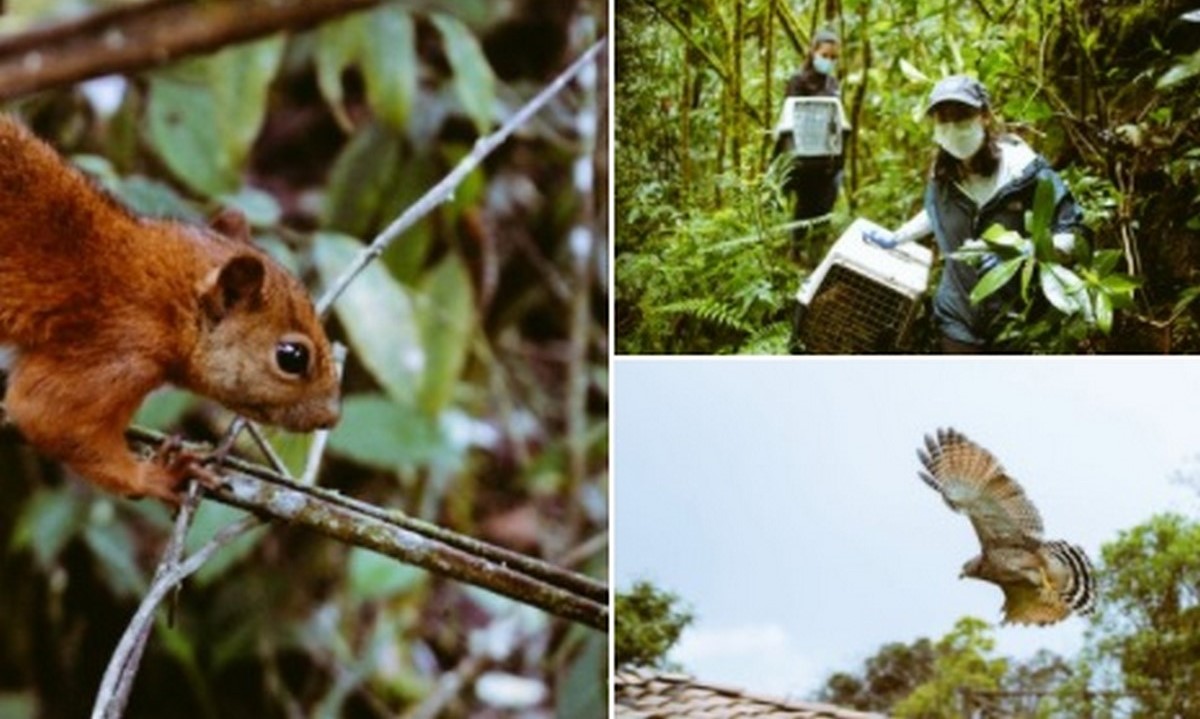 FOTOS: ¡Qué bien! 38 animales regresaron a su hábitat natural en Sabaneta 1 38 animales regresaron a su hábitat natural en Sabaneta