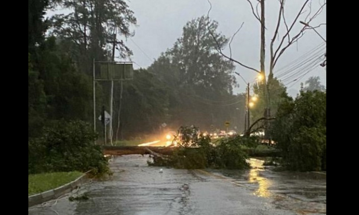En Rionegro se cayeron un árbol y un poste de energía En Rionegro se cayeron un árbol y un poste de energía