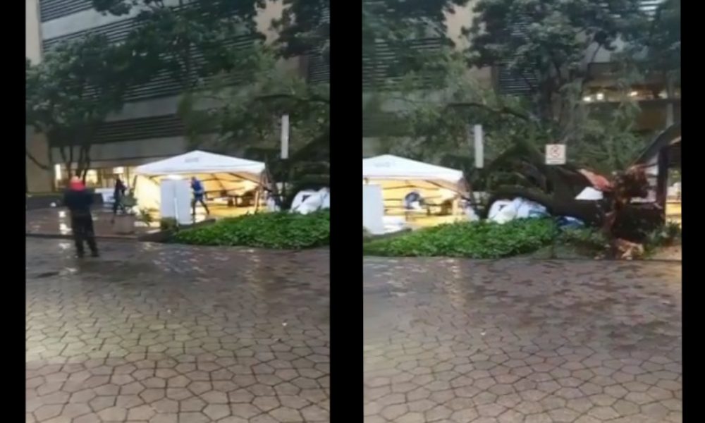 Se cayó un árbol en la plazoleta de Suramericana sobre la carpa de los recién vacunados