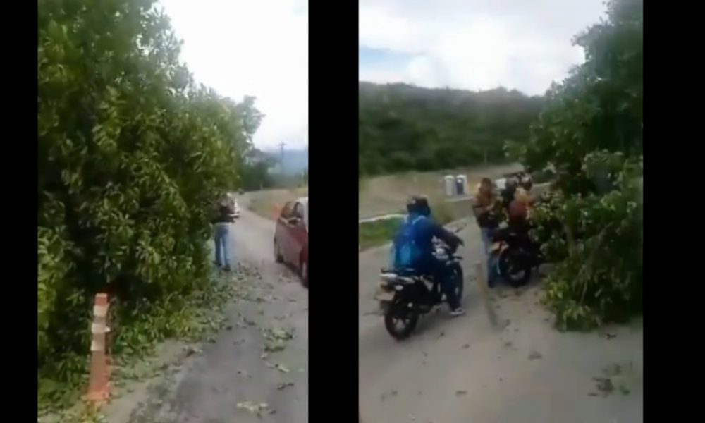 Cayó un árbol en la vía a Santa Fe y los conductores no huyeron, lo rodearon