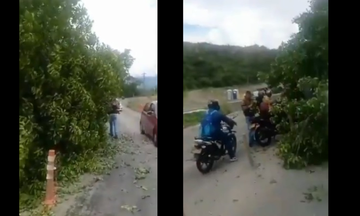 Cayó un árbol en la vía a Santa Fe y los conductores no huyeron, lo rodearon 1 Cayó un árbol en la vía a Santa Fe y los conductores no huyeron, lo rodearon