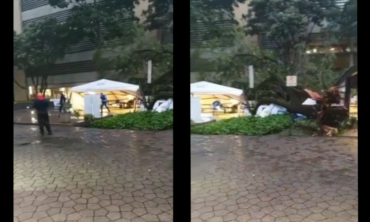Se cayó un árbol en la plazoleta de Suramericana sobre la carpa de los recién vacunados Se cayó un árbol en la plazoleta de Suramericana sobre la carpa de los recién vacunados